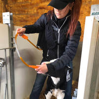 Calf feedtube for Perfect Udder colostrum bags